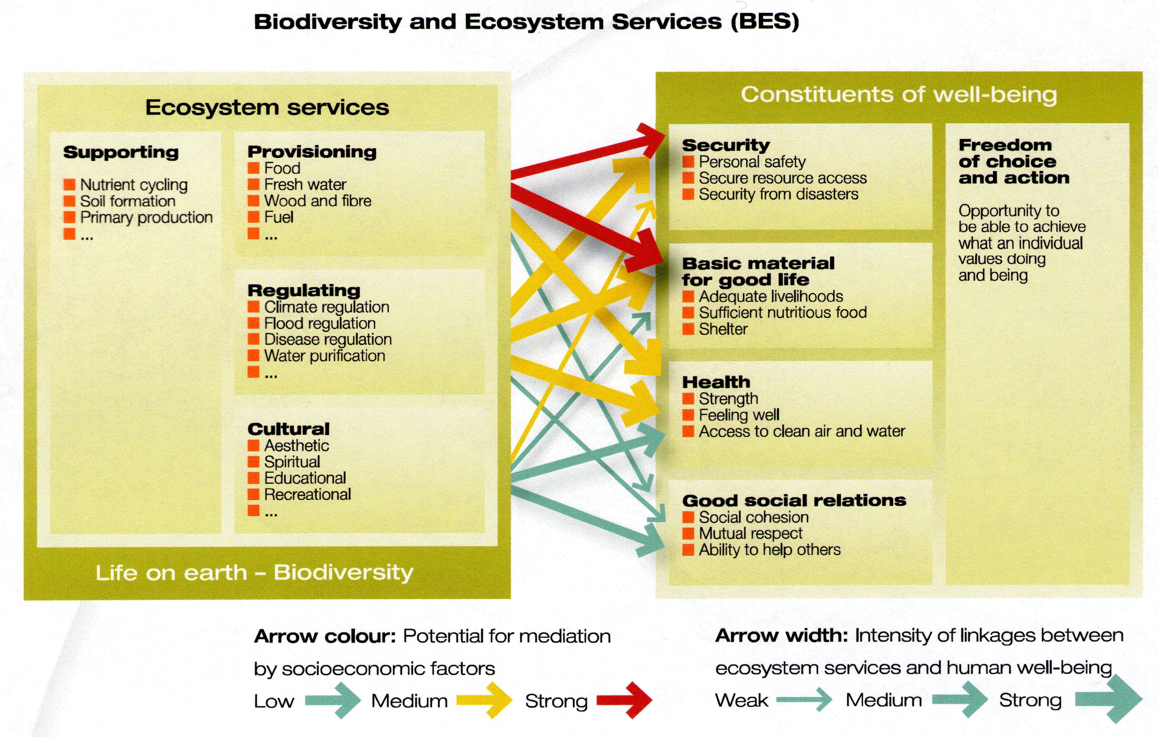 Biodiversity and ecosystem services